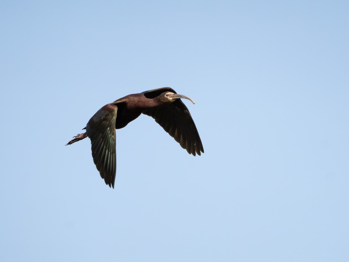 White-faced Ibis - ML638089979