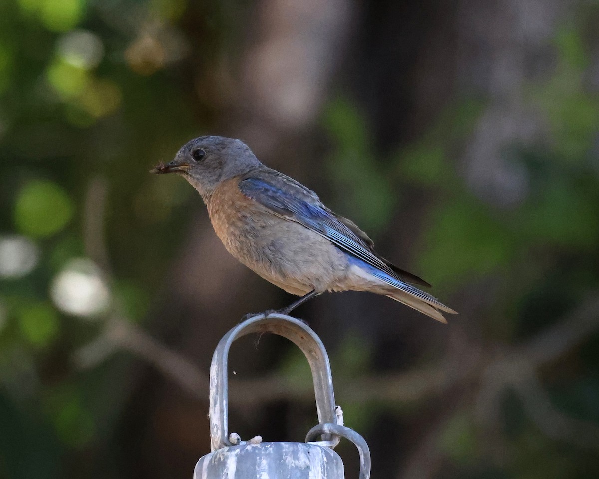 Western Bluebird - ML638089990