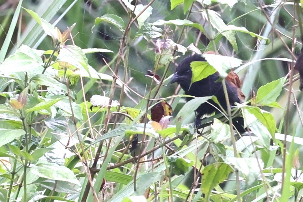 Lesser Coucal - ML638090006