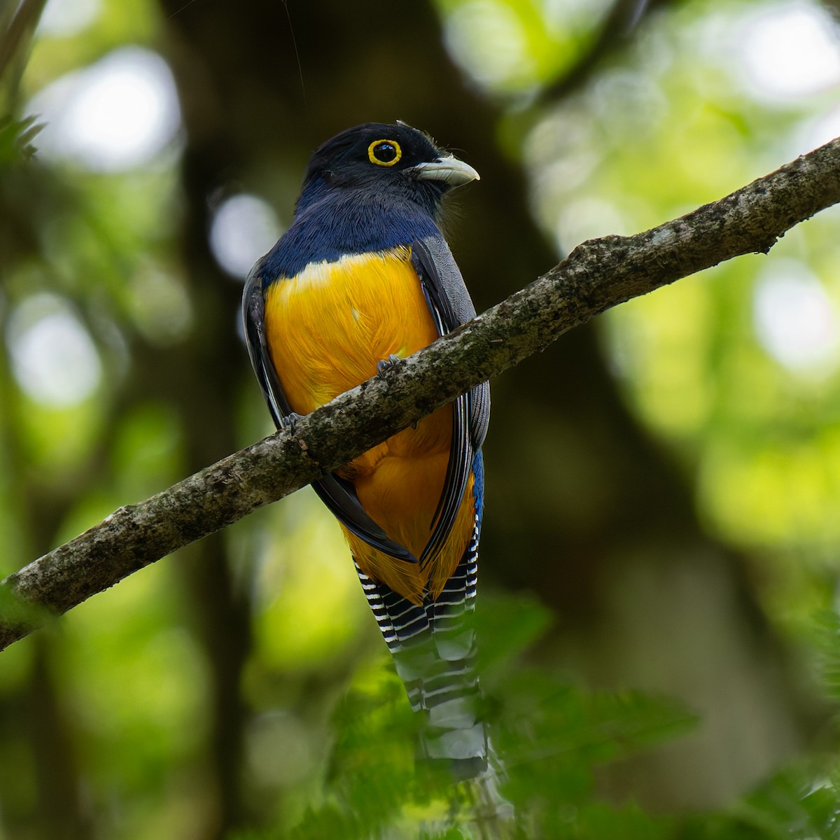 Gartered Trogon - ML638090010