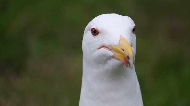 Great Black-backed Gull - ML638090057