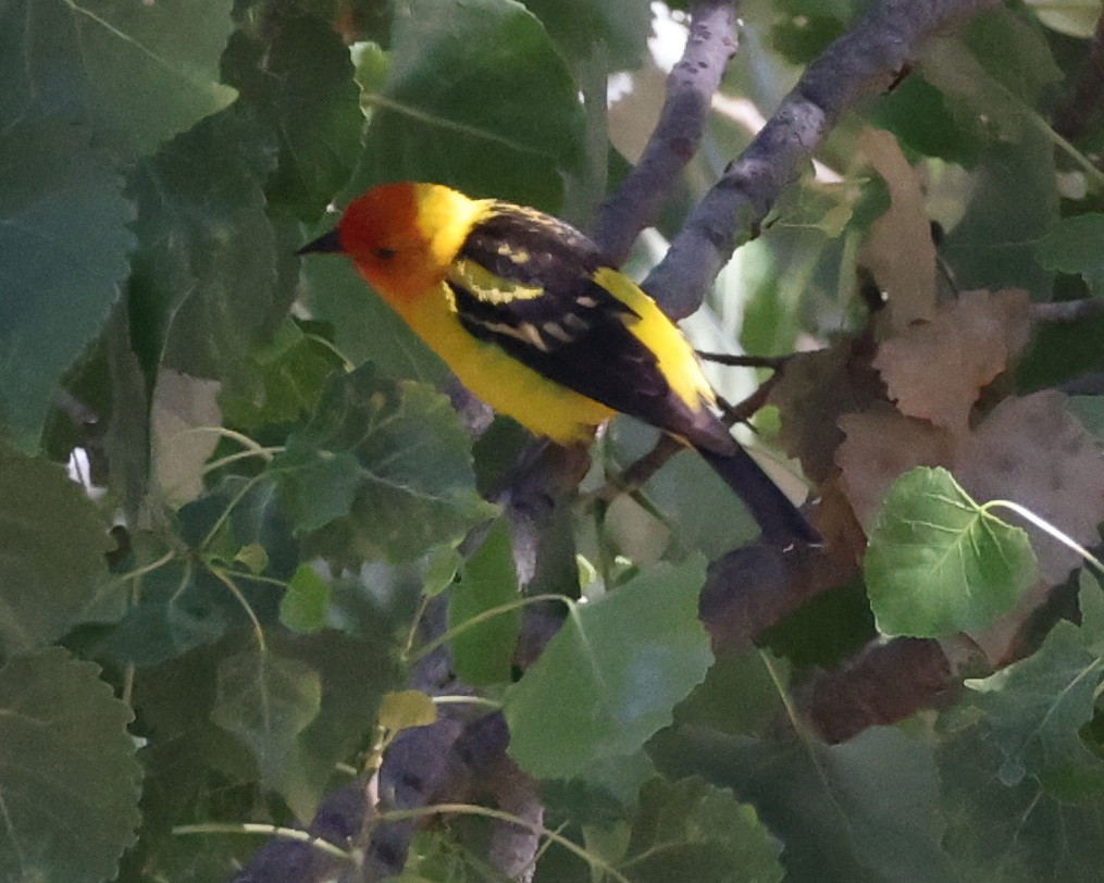 Western Tanager - ML638090089