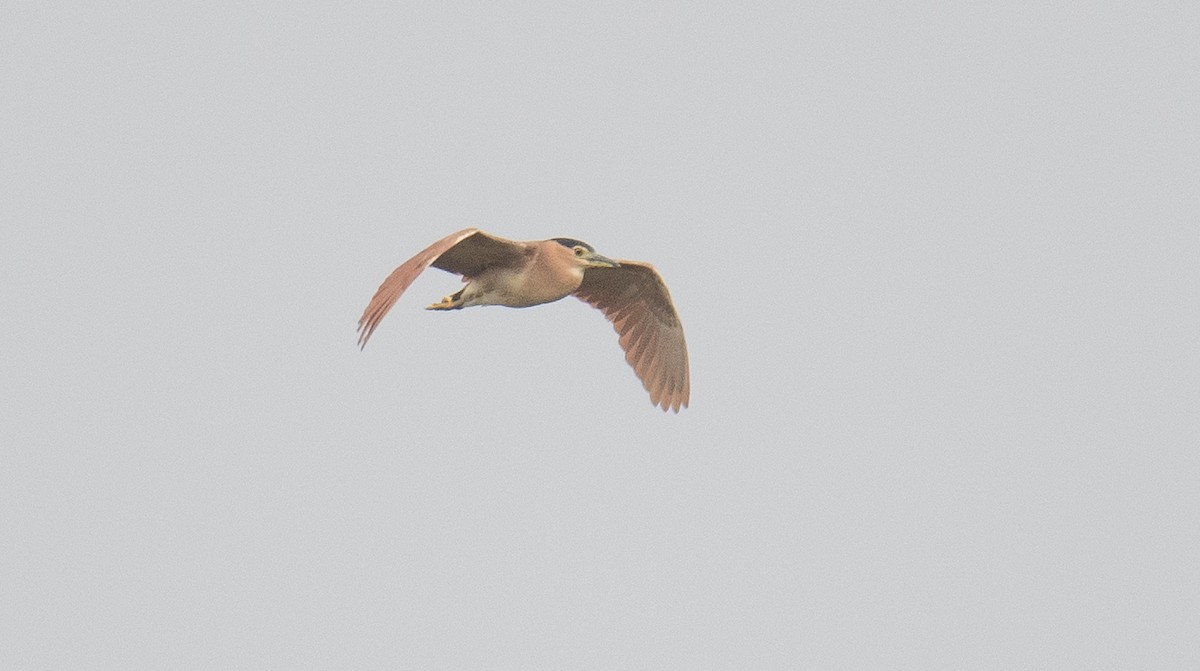Nankeen Night Heron - ML638090100