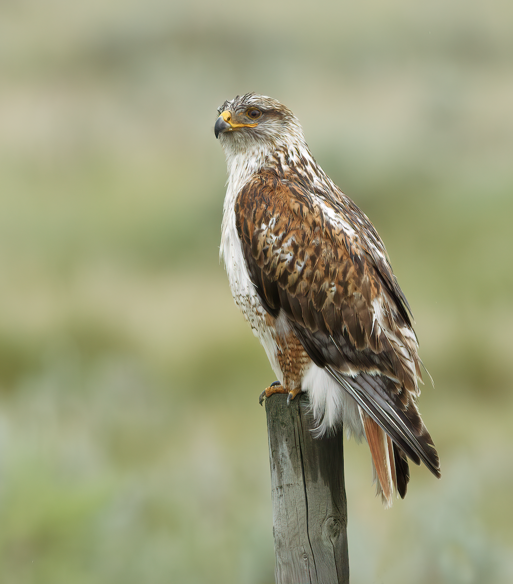 Ferruginous Hawk - ML638090101