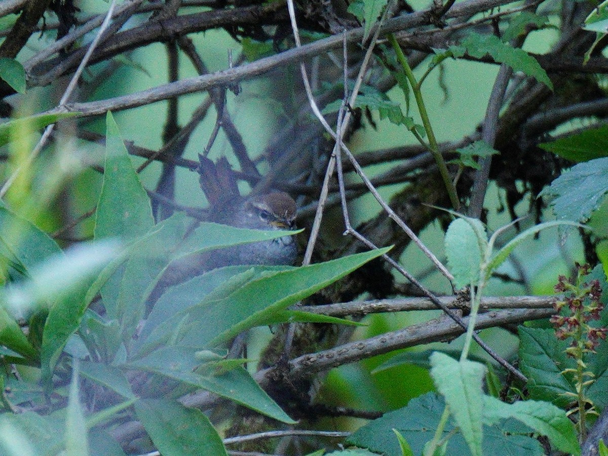 Gray-sided Bush Warbler - ML638090102