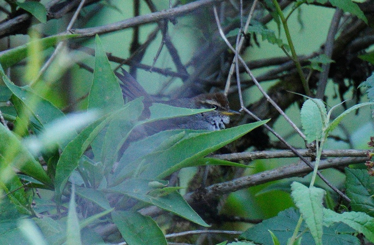 Gray-sided Bush Warbler - ML638090103