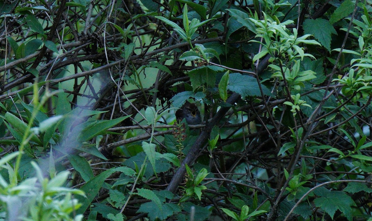 Gray-sided Bush Warbler - ML638090104
