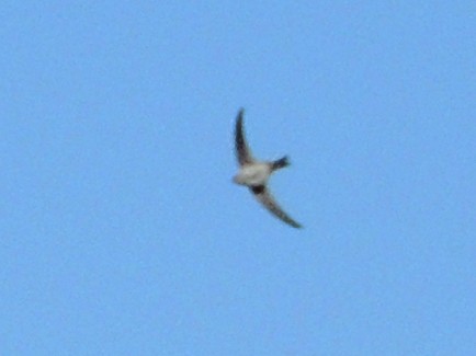 Andean Swift - ML638090105