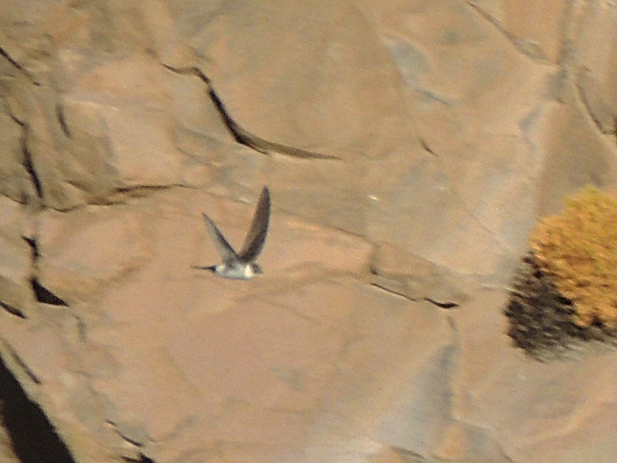 Andean Swift - ML638090106