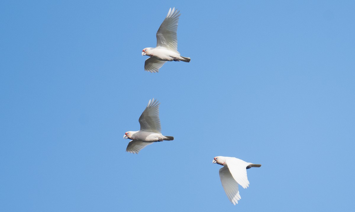 Long-billed Corella - ML638090111