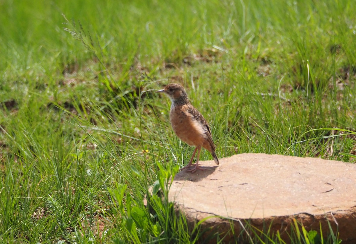 Spike-heeled Lark - ML638090113