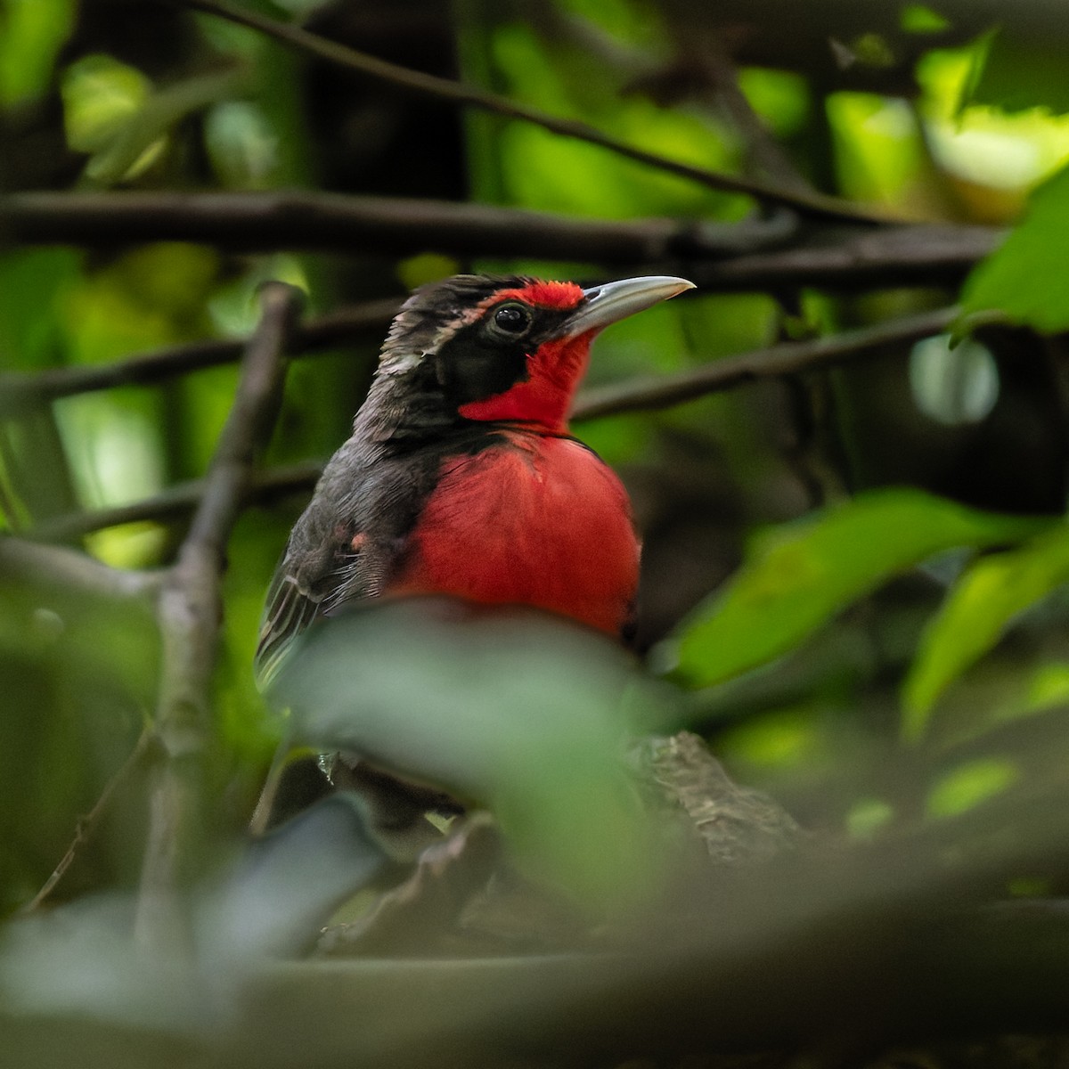 Rosy Thrush-Tanager - ML638090127