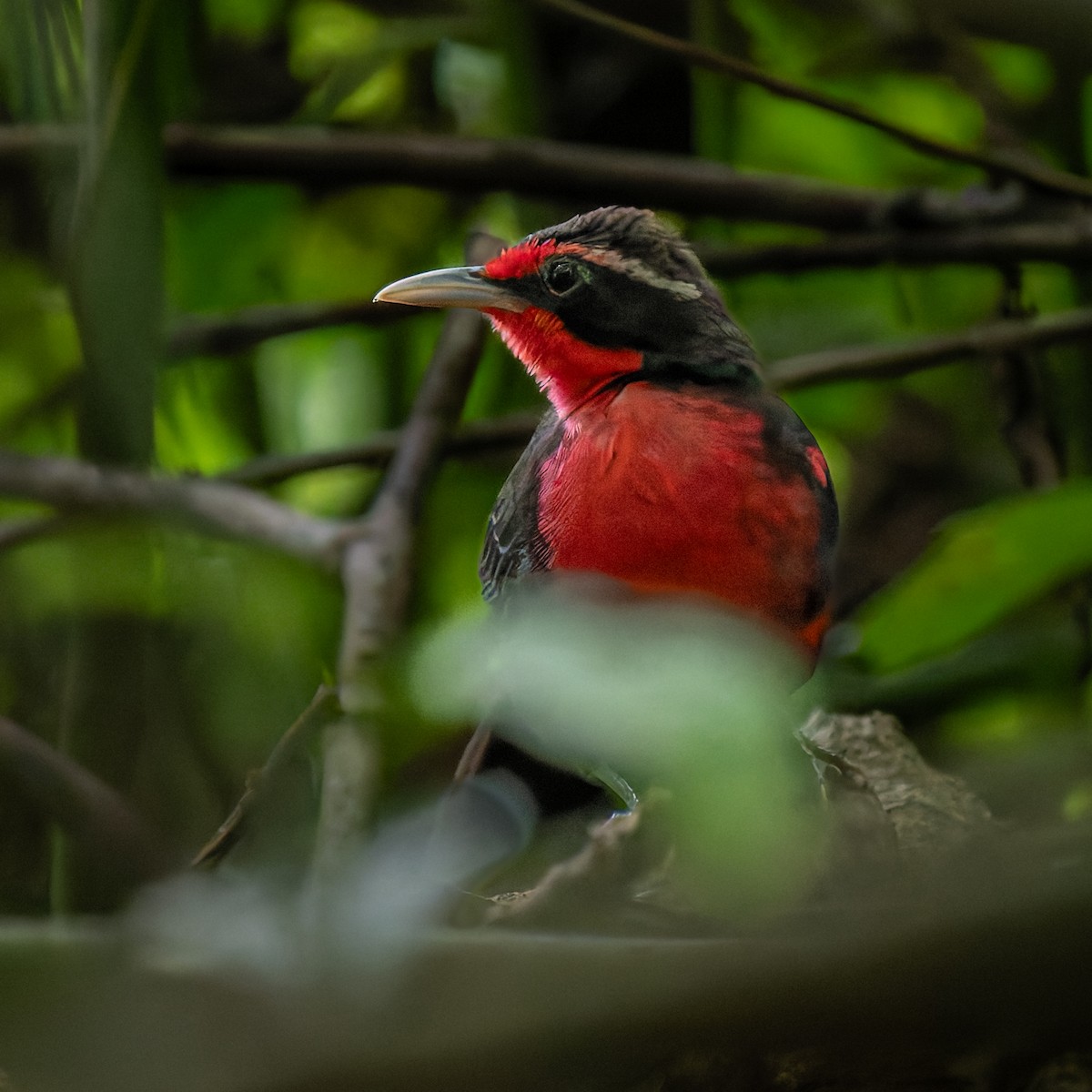 Rosy Thrush-Tanager - ML638090128