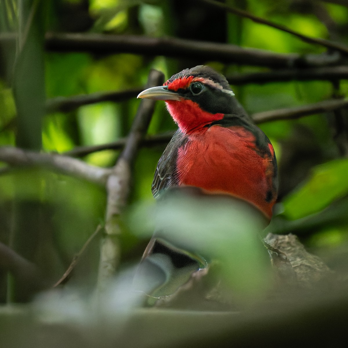 Rosy Thrush-Tanager - ML638090129