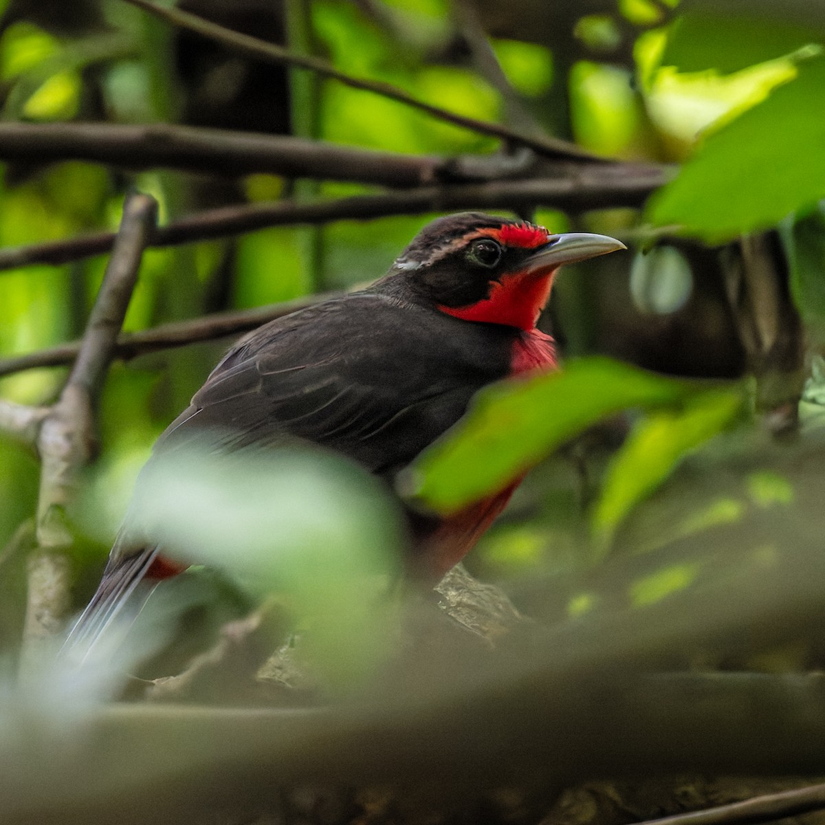 Rosy Thrush-Tanager - ML638090130