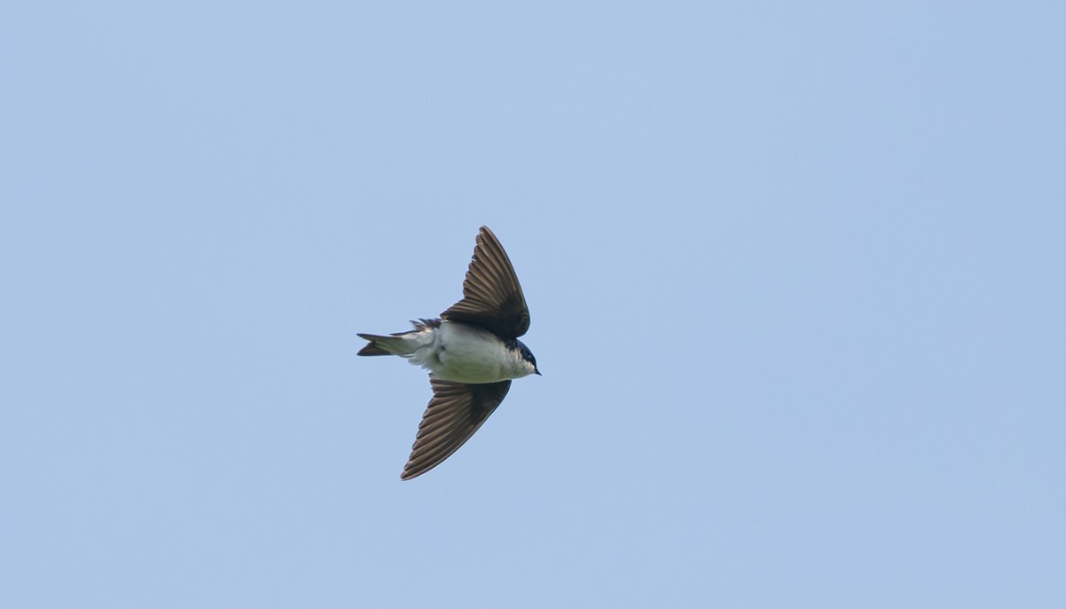 Tree Swallow - ML638090132