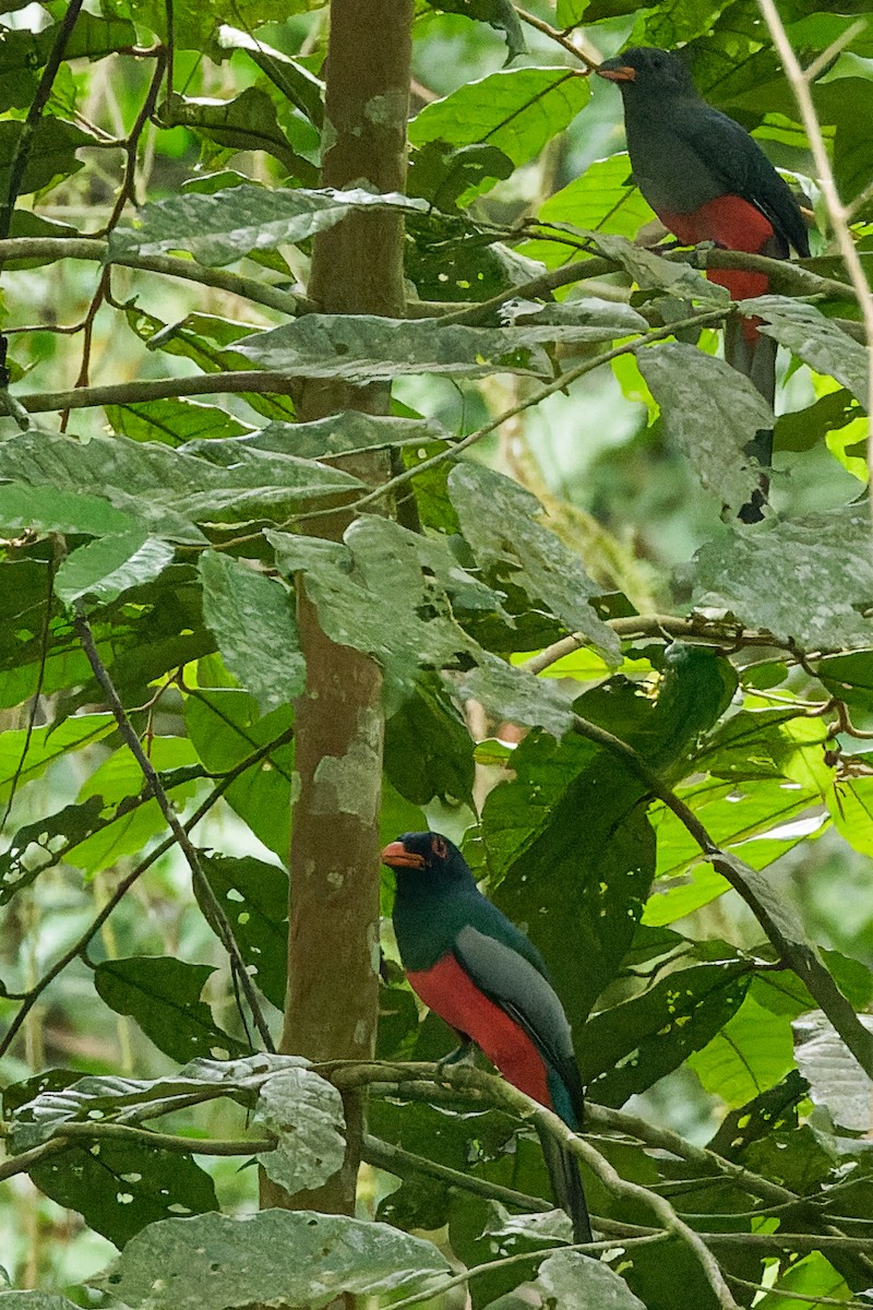 Slaty-tailed Trogon - ML638090133