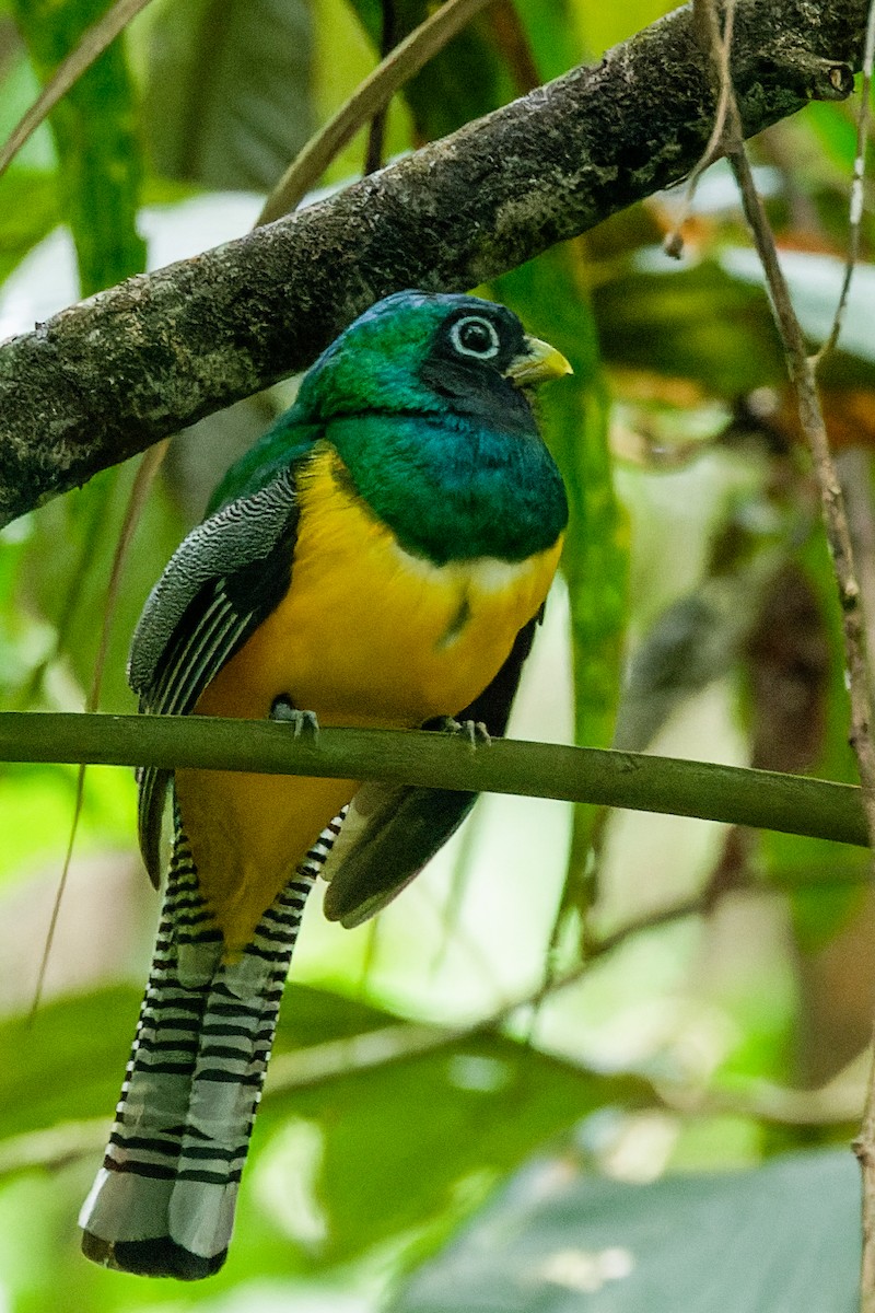 Northern Black-throated Trogon - ML638090143