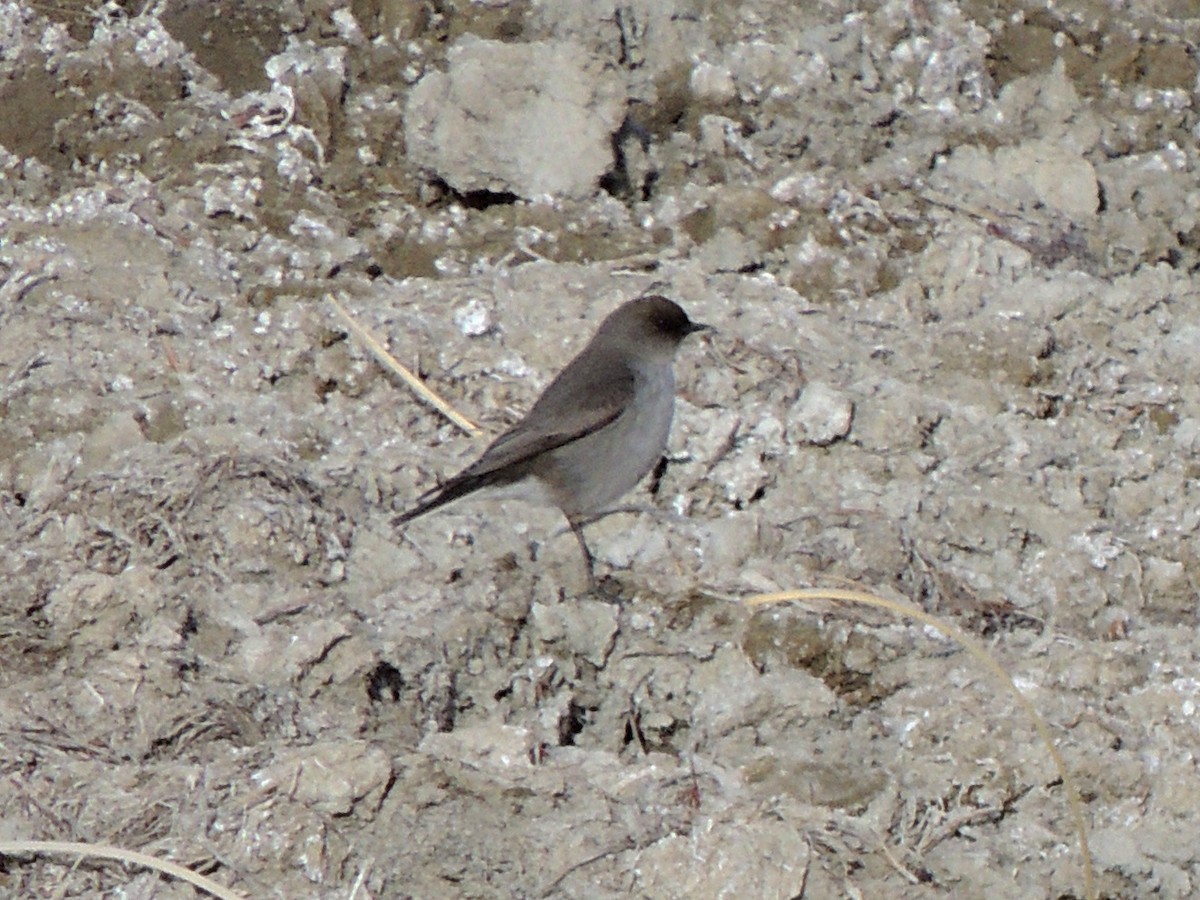 Dark-faced Ground-Tyrant - ML638090145