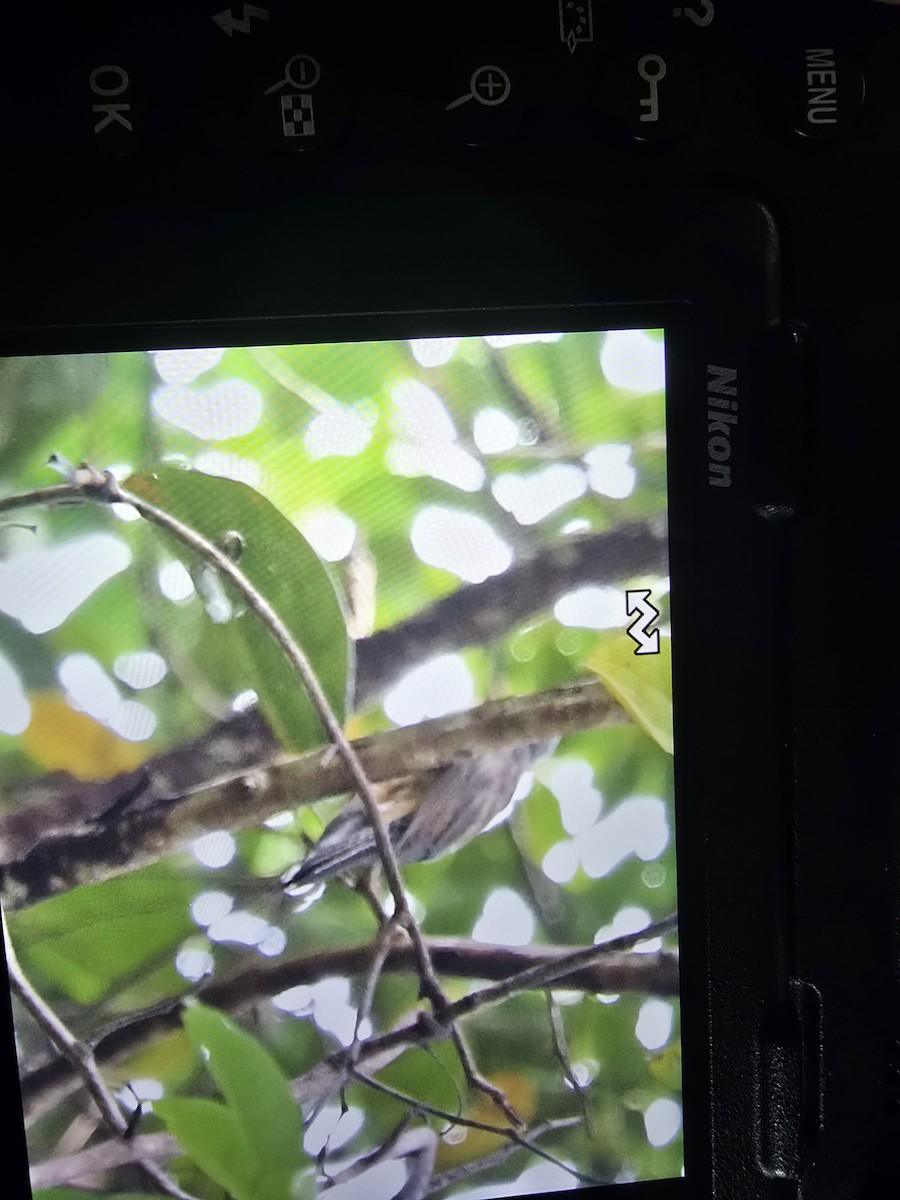 Plaintive Cuckoo - ML638090161