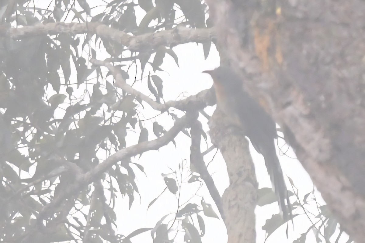 Red-billed Malkoha - ML638090181