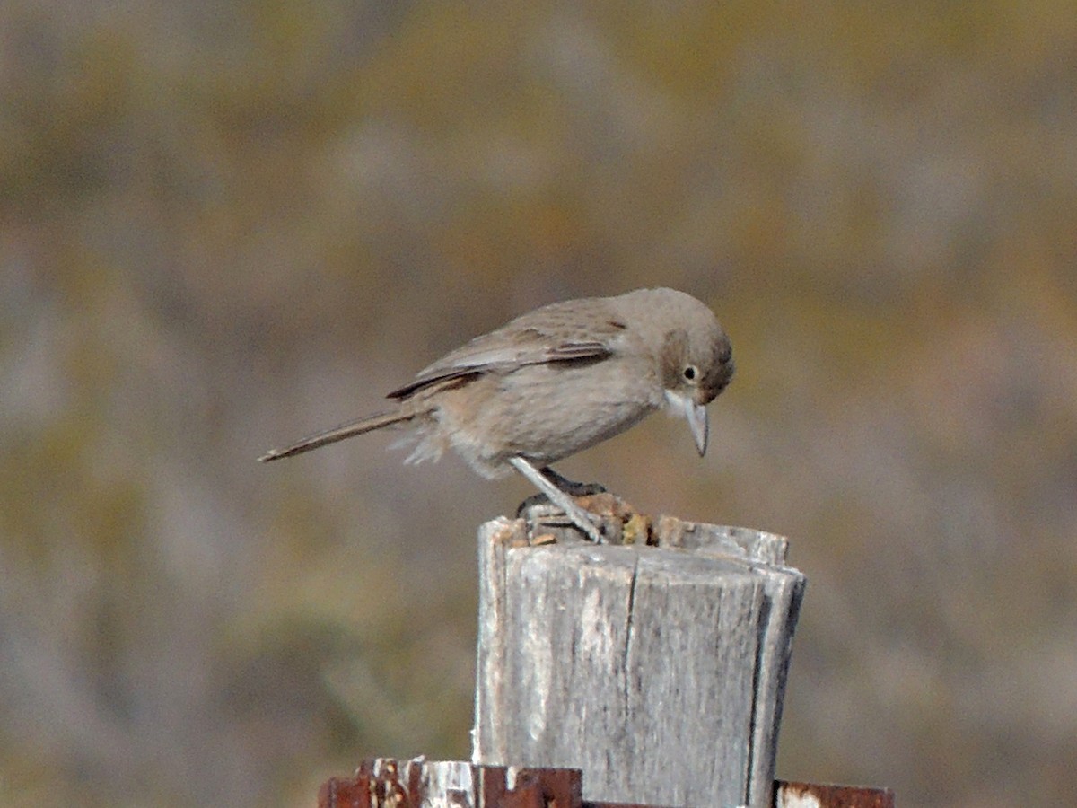 White-throated Cacholote - ML638090183