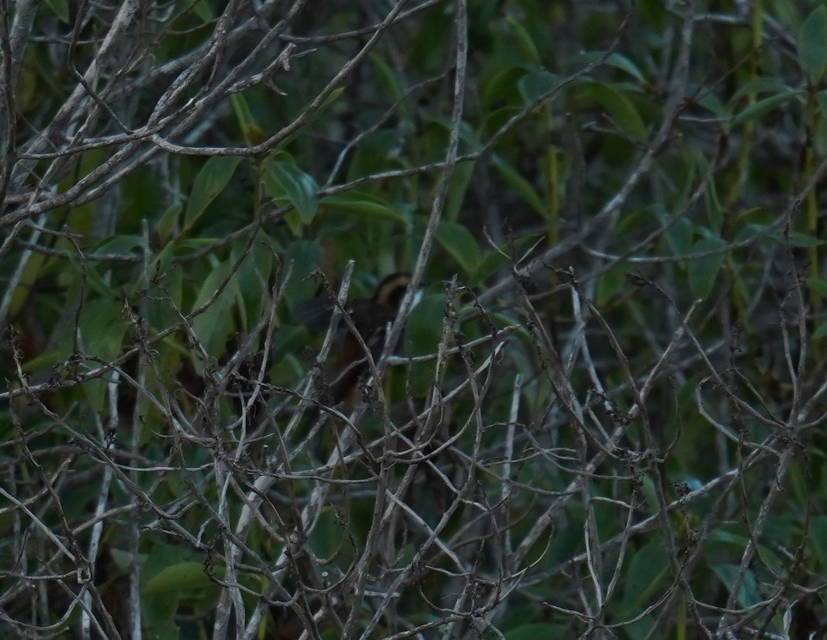 Thorn-tailed Rayadito - ML638090187