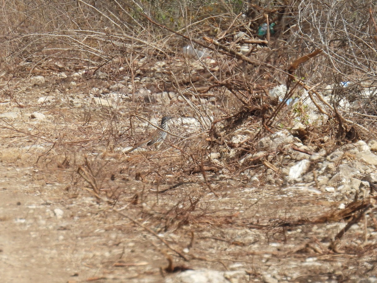 Lesser Roadrunner - ML638090204