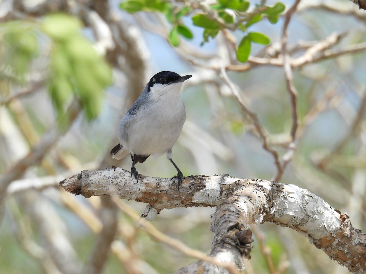 Yucatan Gnatcatcher - ML638090265