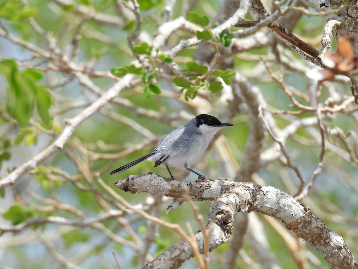 Yucatan Gnatcatcher - ML638090267