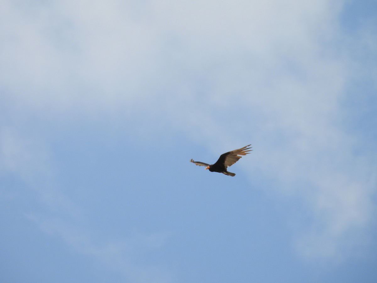 Lesser Yellow-headed Vulture - ML638090275