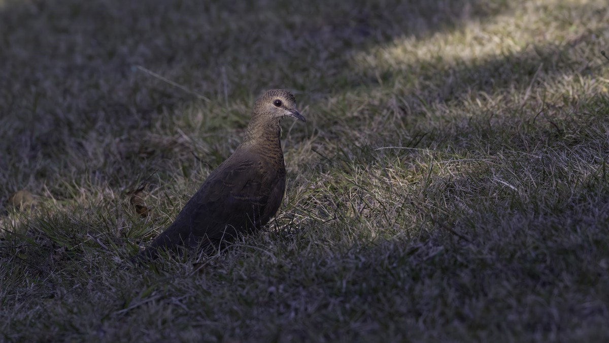 Lemon Dove (Lemon) - ML638090332