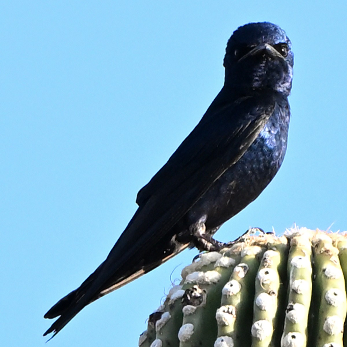 Purple Martin (hesperia) - ML638090337