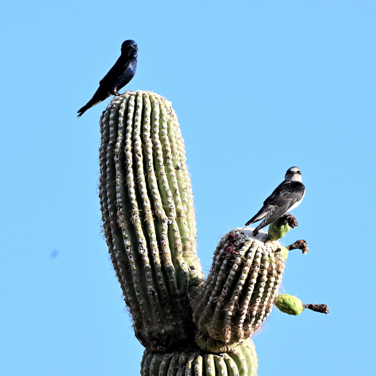 Purple Martin (hesperia) - ML638090339