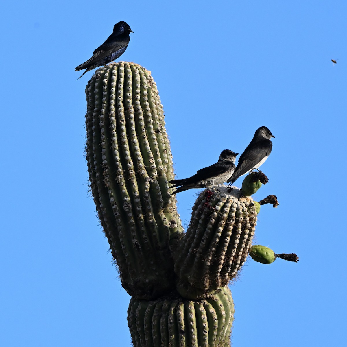 Purple Martin (hesperia) - ML638090341