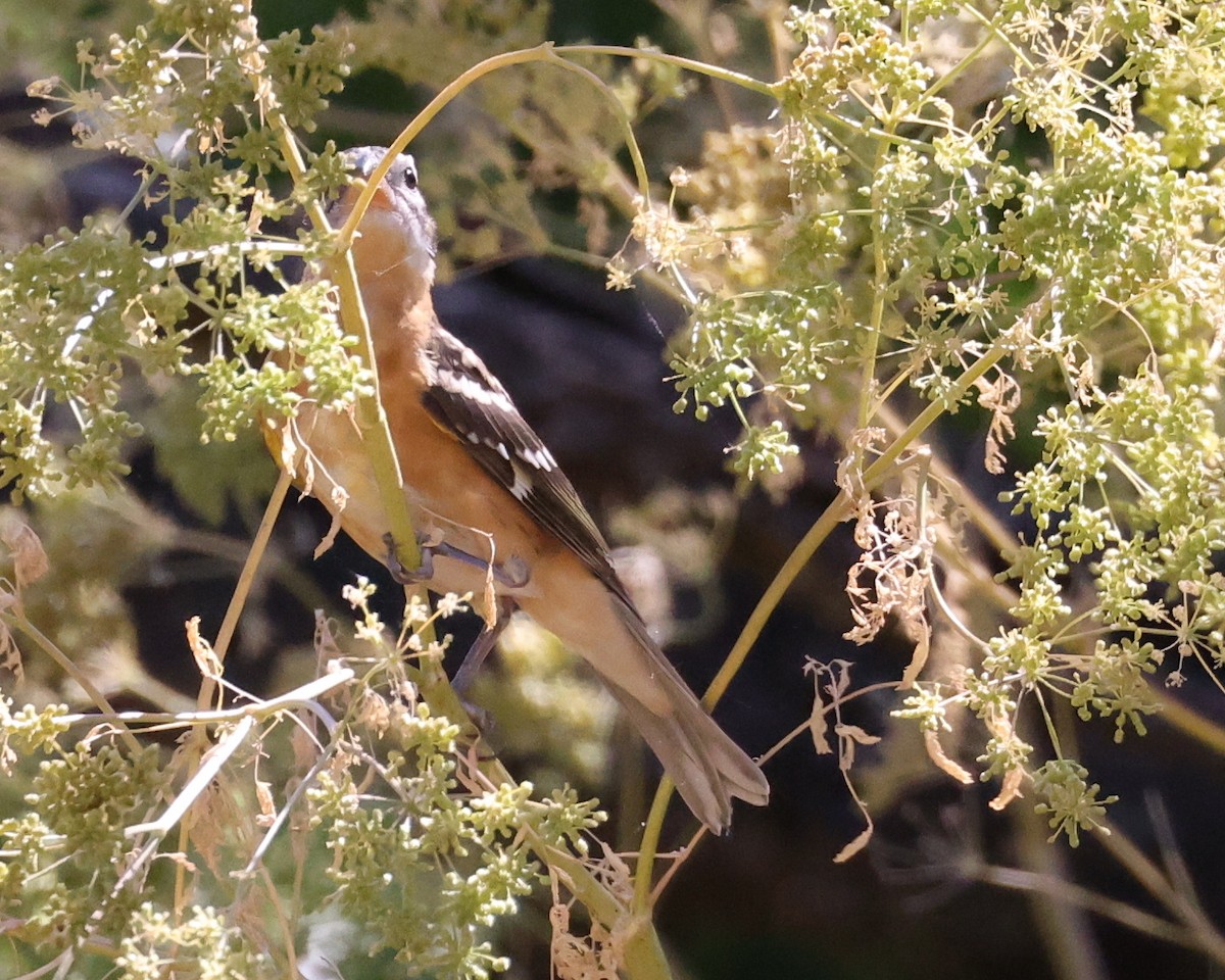 Black-headed Grosbeak - ML638090351