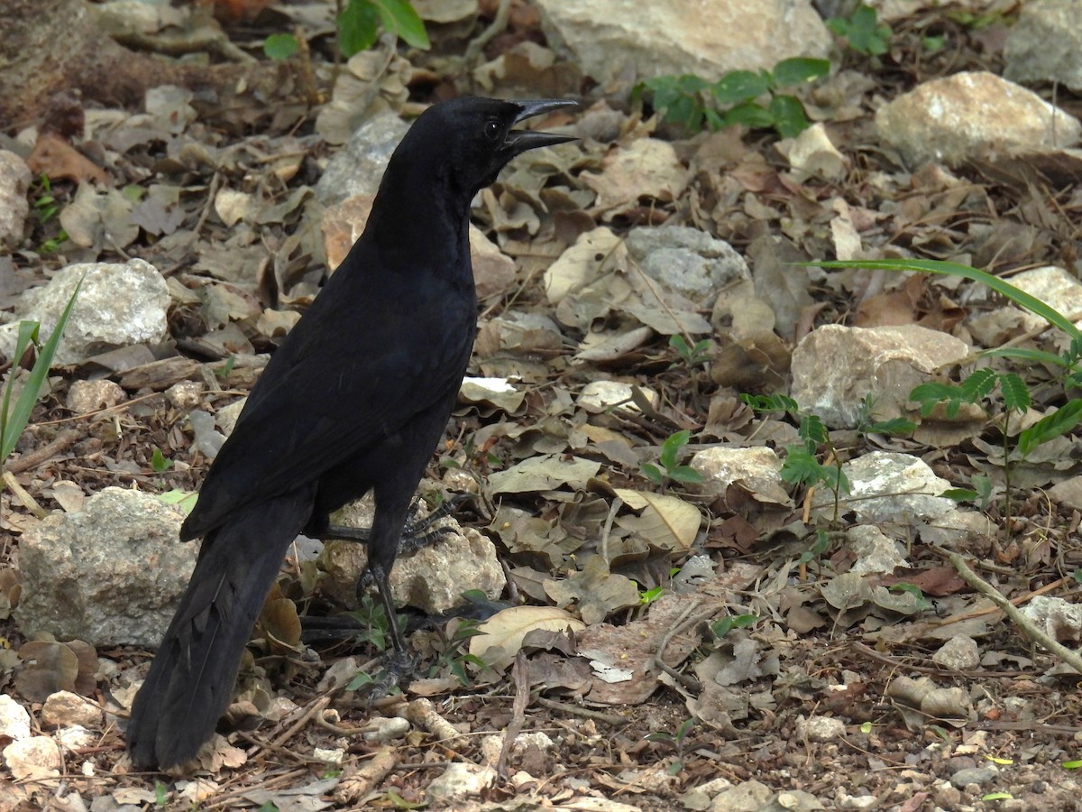 Melodious Blackbird - ML638090357