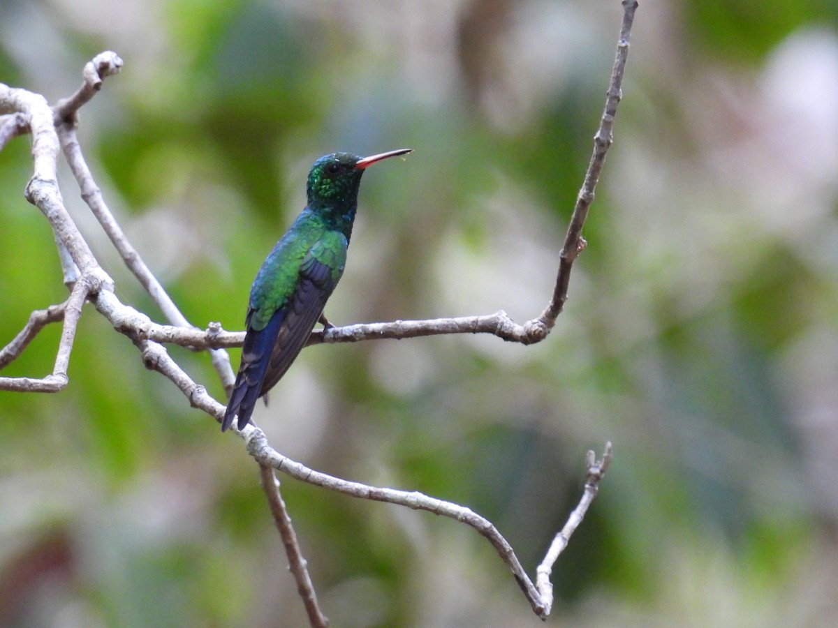 Canivet's Emerald (Canivet's) - ML638090393