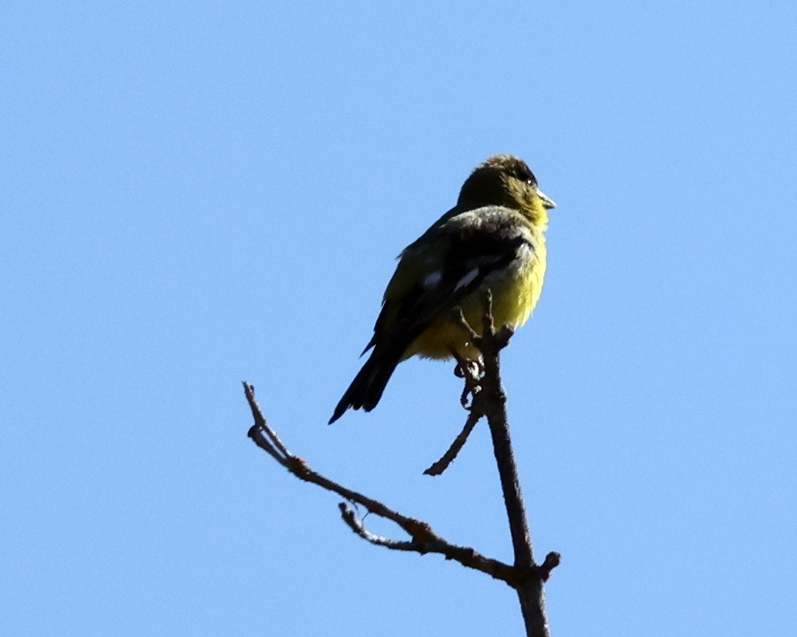 Lesser Goldfinch - ML638090418