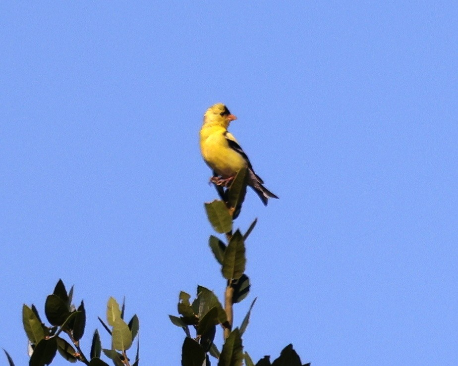 American Goldfinch - ML638090426