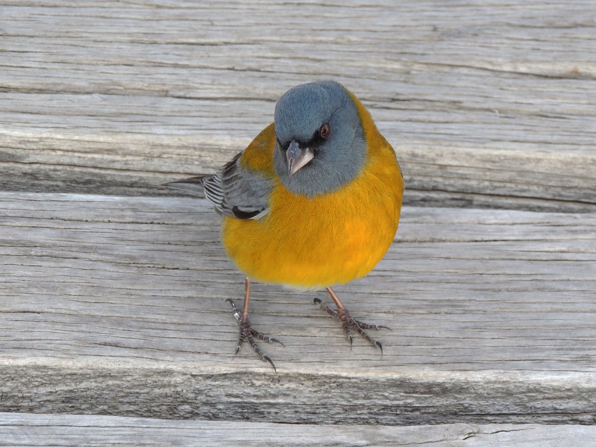 Gray-hooded Sierra Finch - ML638090438