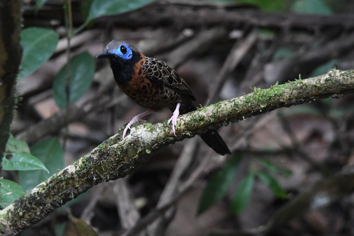 Ocellated Antbird - ML638090448