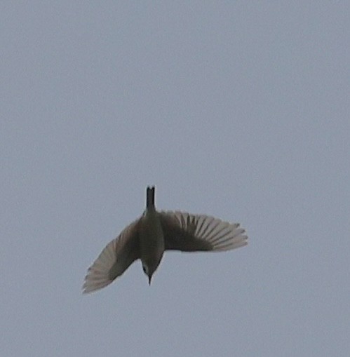 Sprague's Pipit - ML638090452