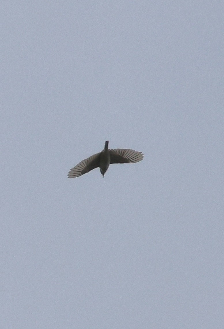 Sprague's Pipit - ML638090454