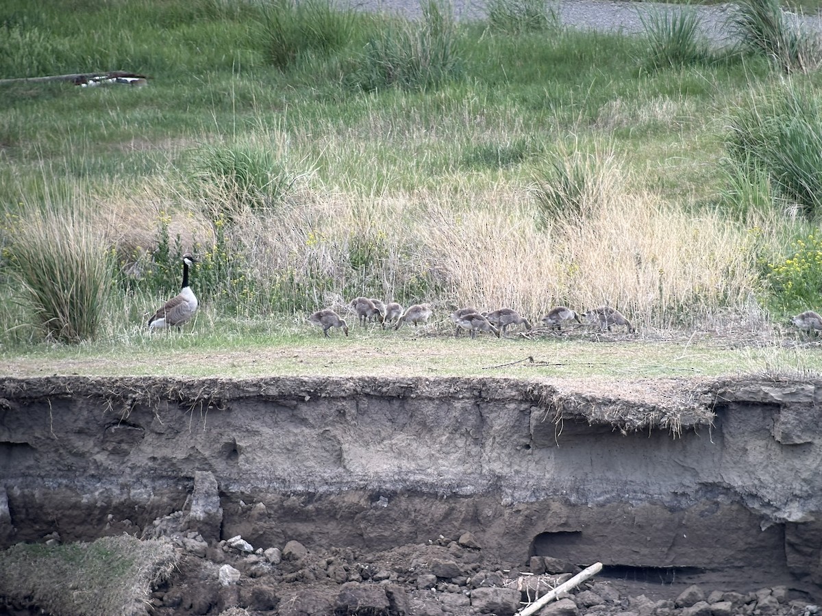 Canada Goose - ML638090469