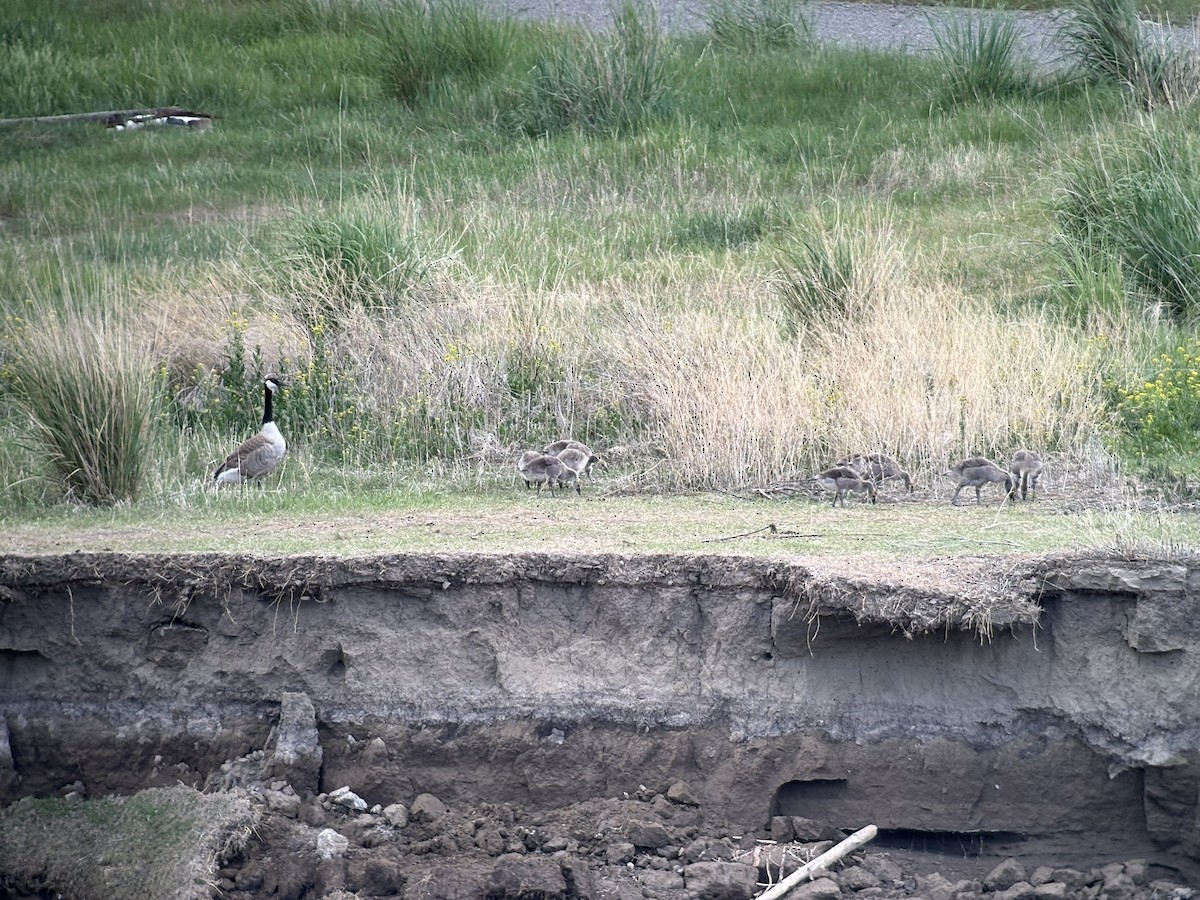 Canada Goose - ML638090470