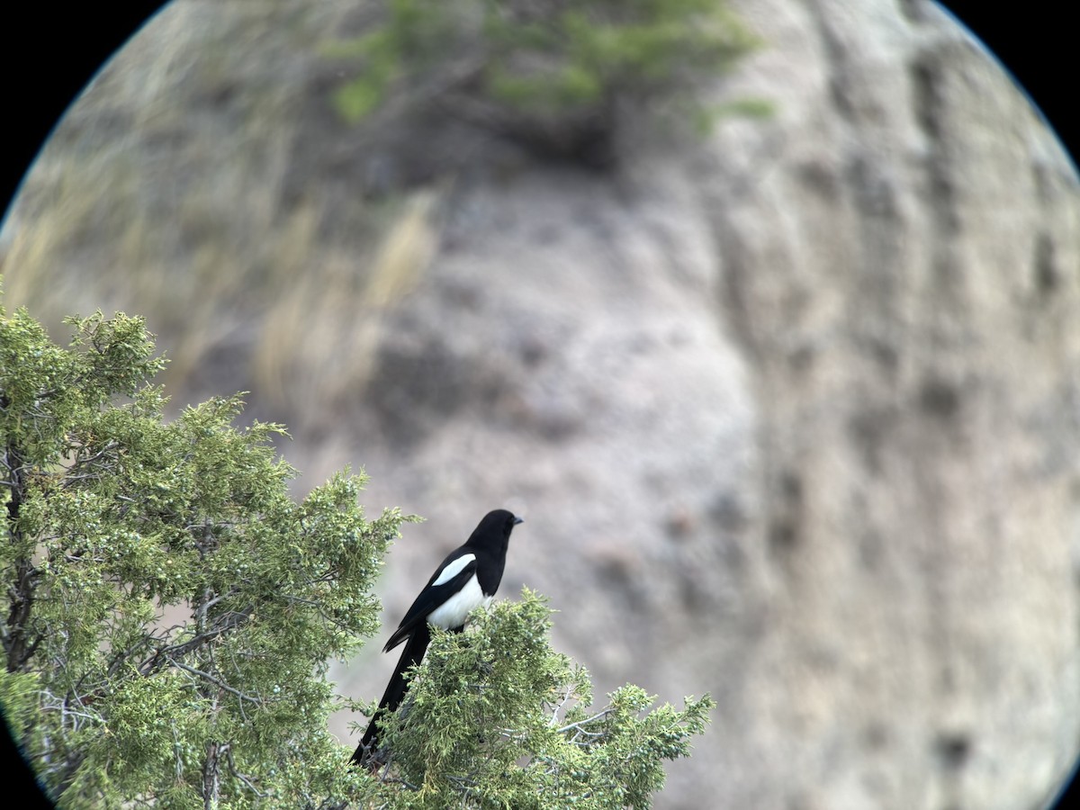 Black-billed Magpie - ML638090496