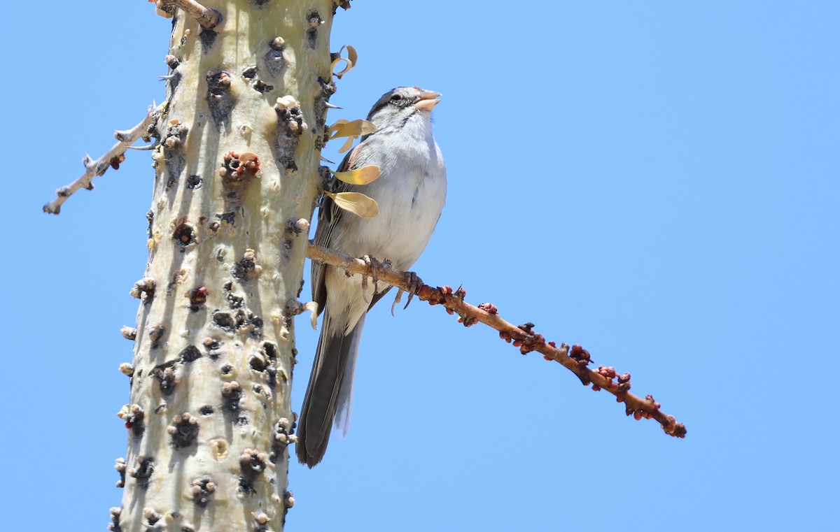 Rufous-winged Sparrow - ML638090502