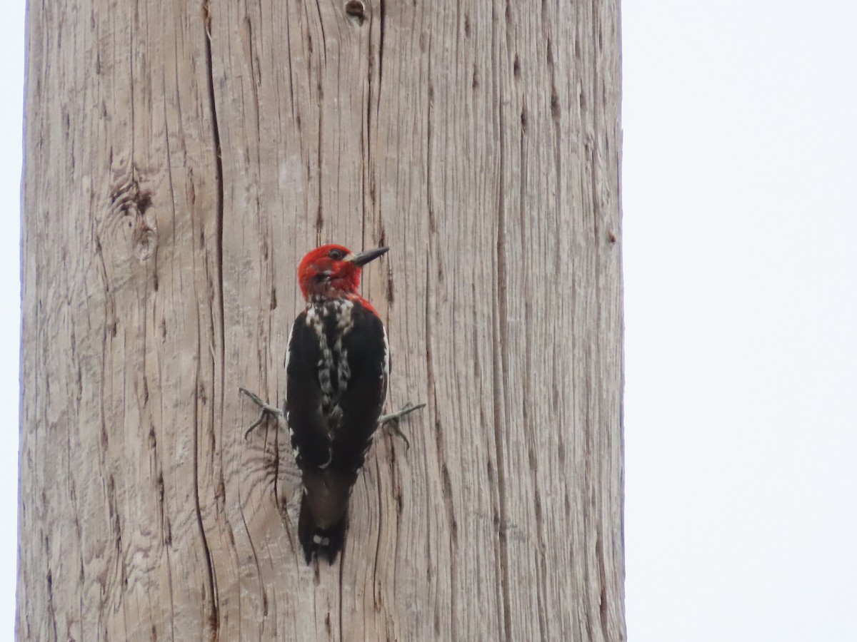 Red-breasted Sapsucker - ML638090523