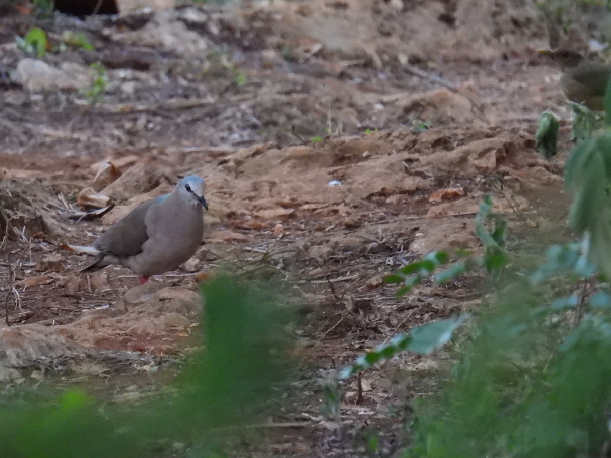 Caribbean Dove - ML638090530